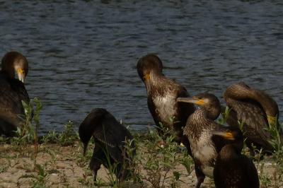 Grand Cormoran