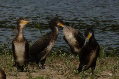 Grand Cormoran