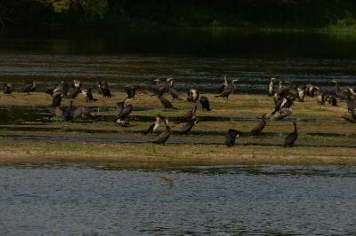 Grand Cormoran