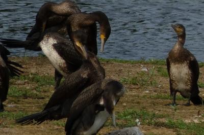 Grand Cormoran
