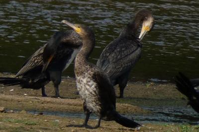 Grand Cormoran