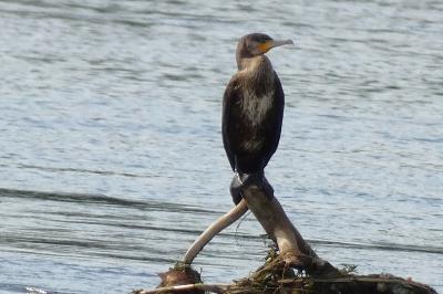 Grand Cormoran