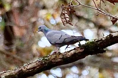 Pigeon colombin
