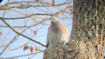 Pigeon colombin