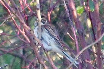 Bruant des roseaux
