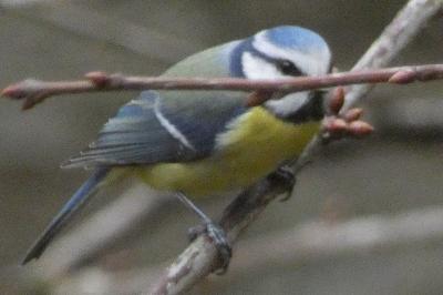 Mésange bleue