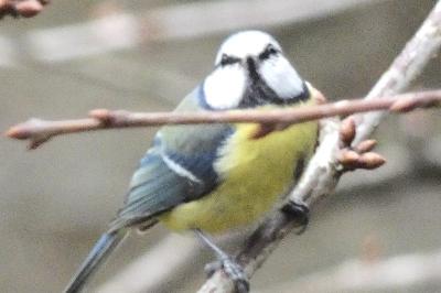 Mésange bleue