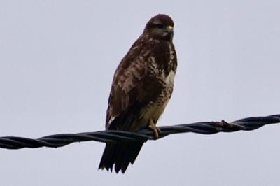 Buse variable