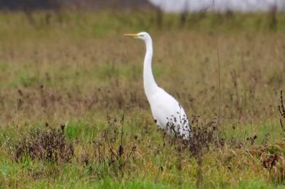 Grande Aigrette