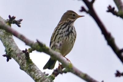 Pipit farlouse