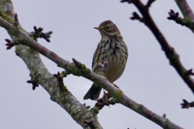 Pipit farlouse