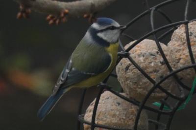 Mésange bleue