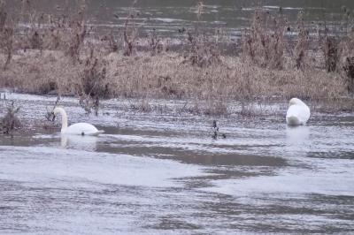 Cygne tuberculé