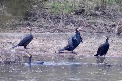 Grand Cormoran