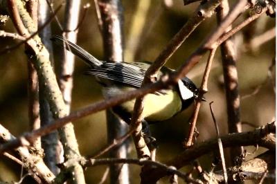 Mésange charbonnière