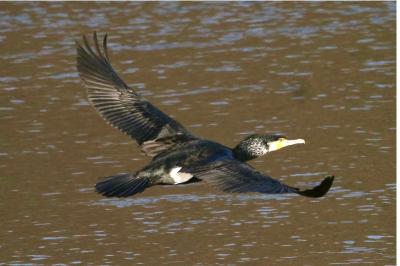 Grand Cormoran
