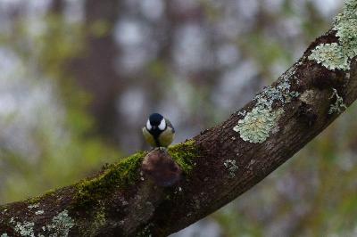 Mésange charbonnière