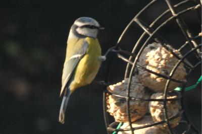 Mésange charbonnière
