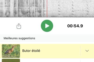 Butor étoilé