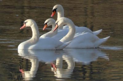 Cygne tuberculé