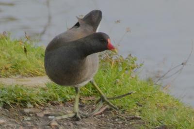 Poule-d'eau
