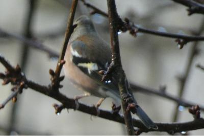 Pinson des arbres