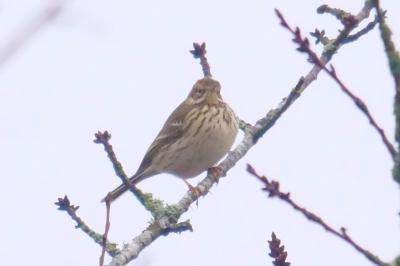 Pipit farlouse