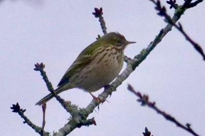 Pipit farlouse