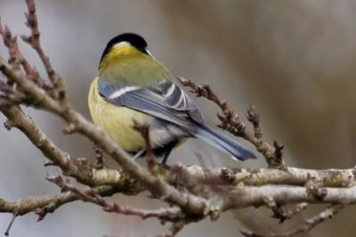 Mésange charbonnière