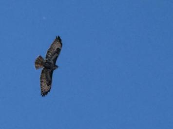 Buse variable