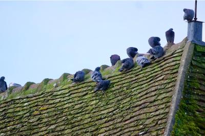 Pigeon biset