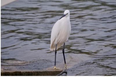 Aigrette garzette