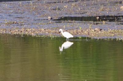 Aigrette garzette