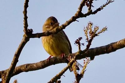 Bruant jaune