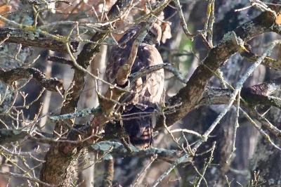 Buse variable