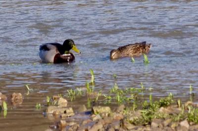 Canard colvert