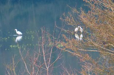 Grande Aigrette