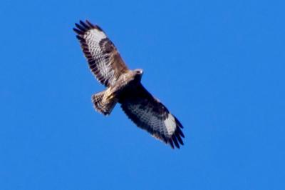Buse variable