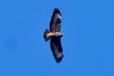 Buse variable