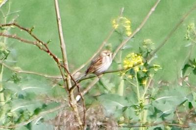 Bruant des roseaux