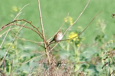 Bruant des roseaux