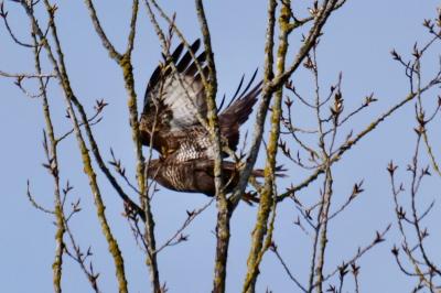 Buse variable