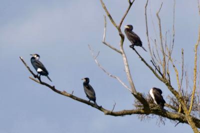 Grand Cormoran