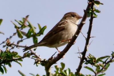 Moineau domestique