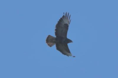 Buse variable
