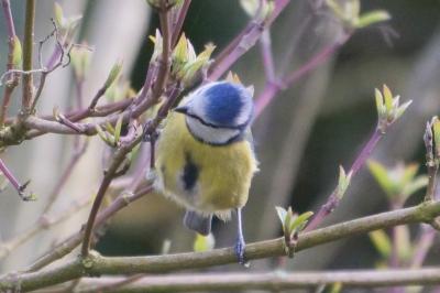 Mésange bleue