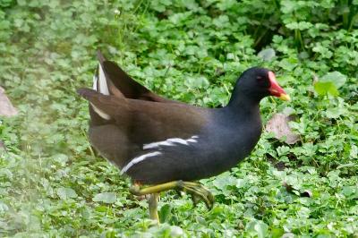 Poule-d'eau