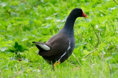 Poule-d'eau