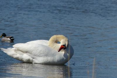 Cygne tuberculé