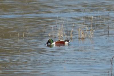 Canard souchet